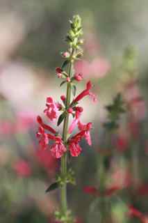 Plant image