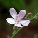 Plant image