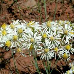 Plant image