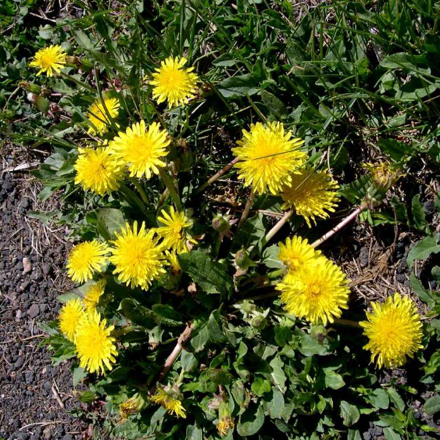 Plant image
