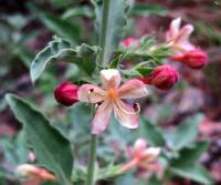 Plant image