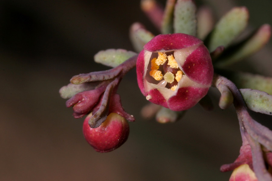 Plant image
