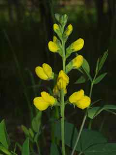 Plant image