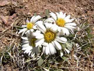 Plant image