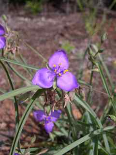 Plant image