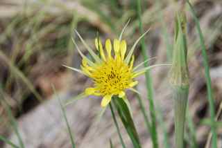 Plant image