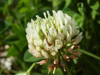 Plant image