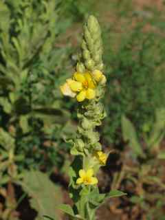 Plant image