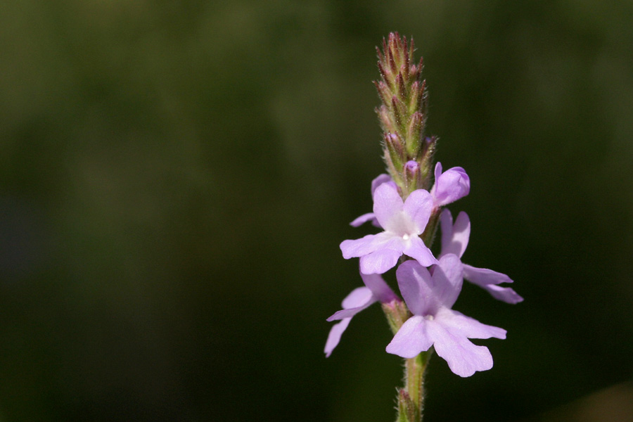 Plant image