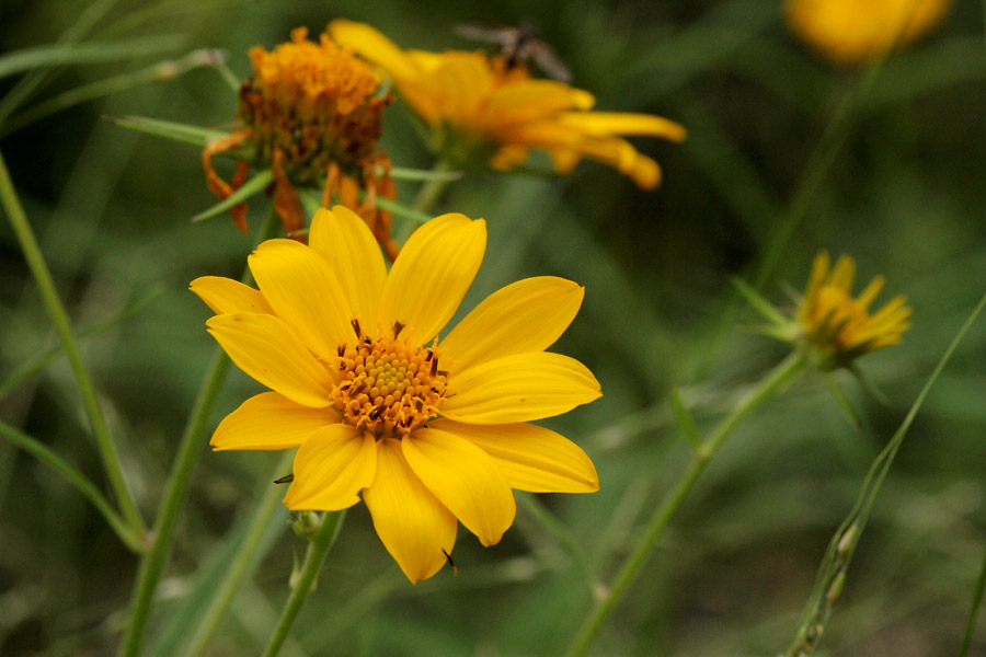 Plant image