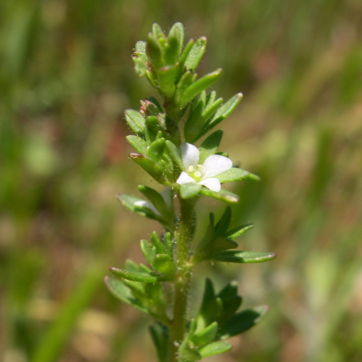 Plant image