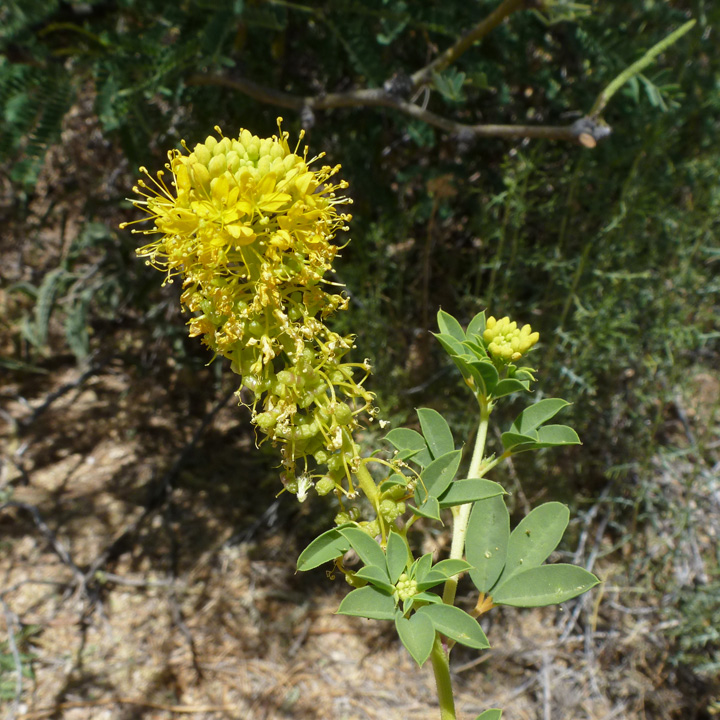 Plant image