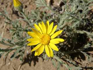Plant image