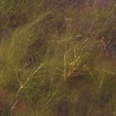 Plant image