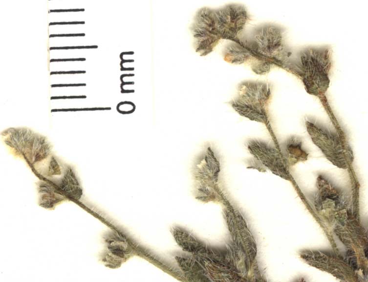 Plant image