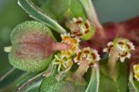 Plant image