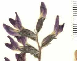 Plant image