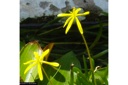 Plant image