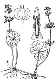 Plant image