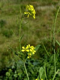 Plant image