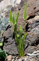Plant image