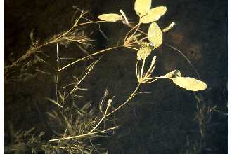 Plant image