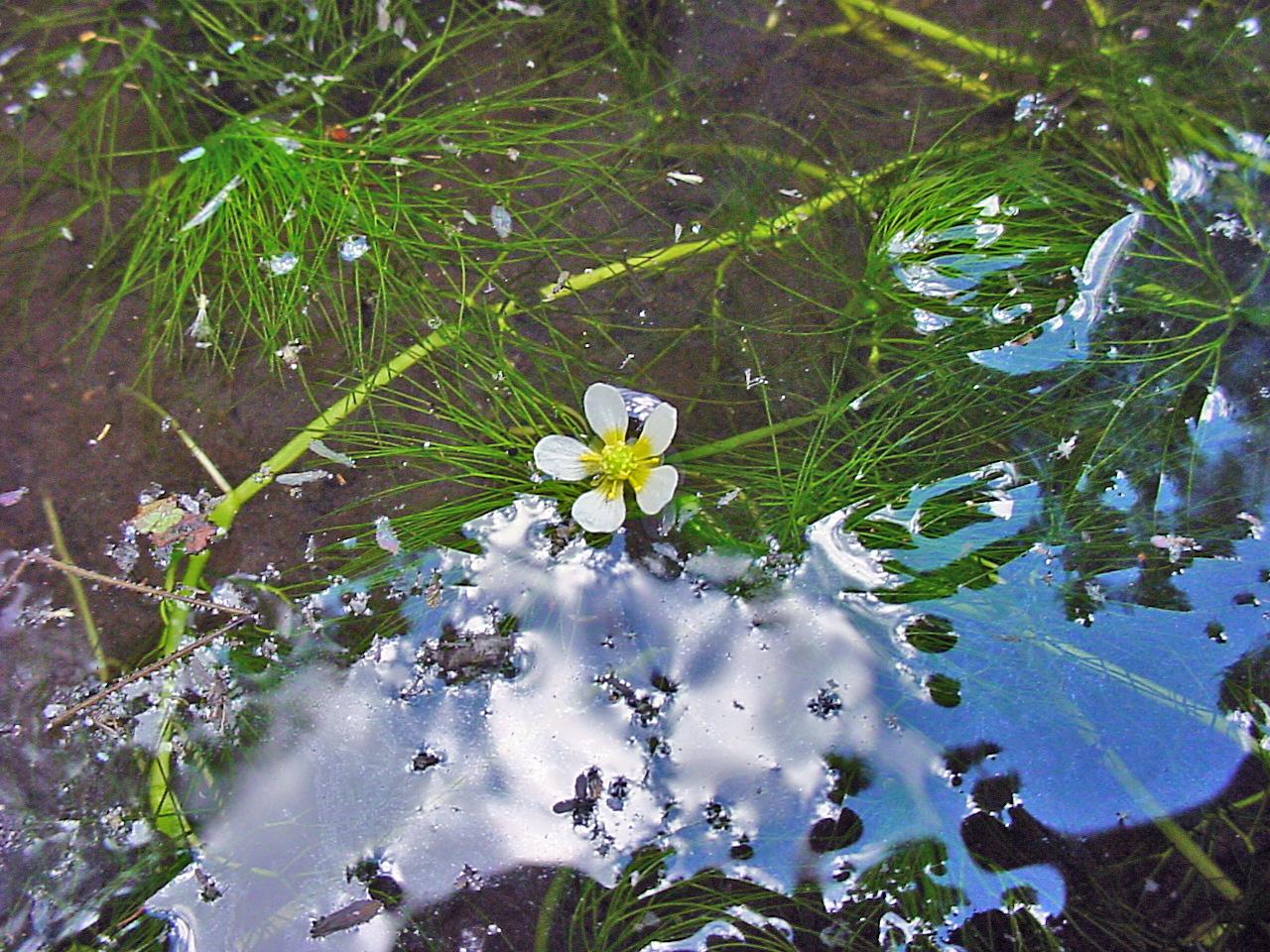 Plant image
