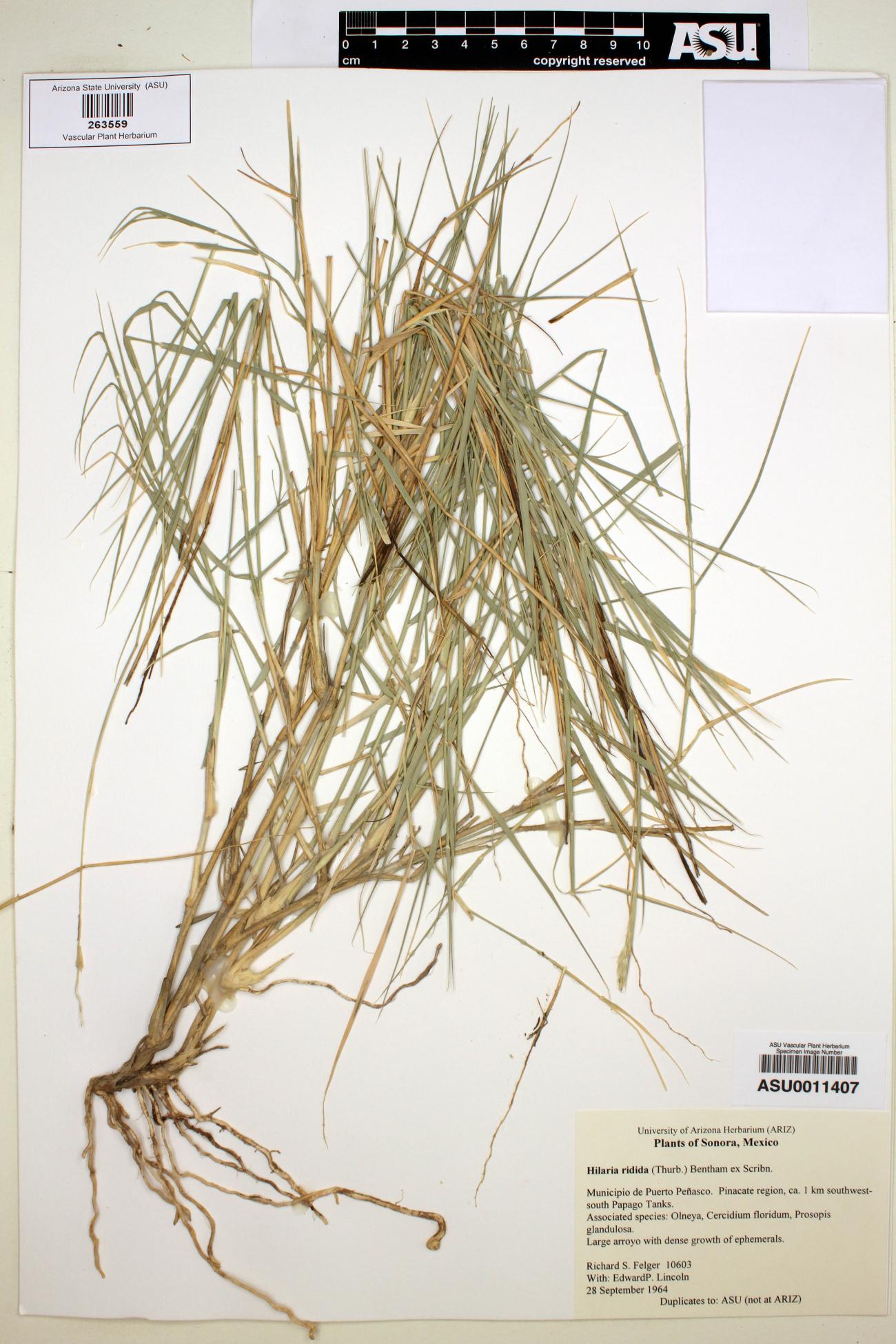Plant image