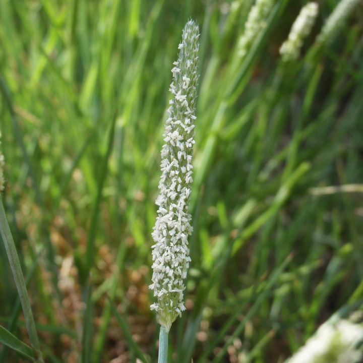 Plant image