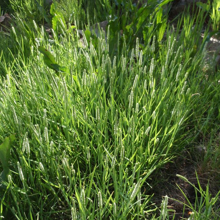 Plant image