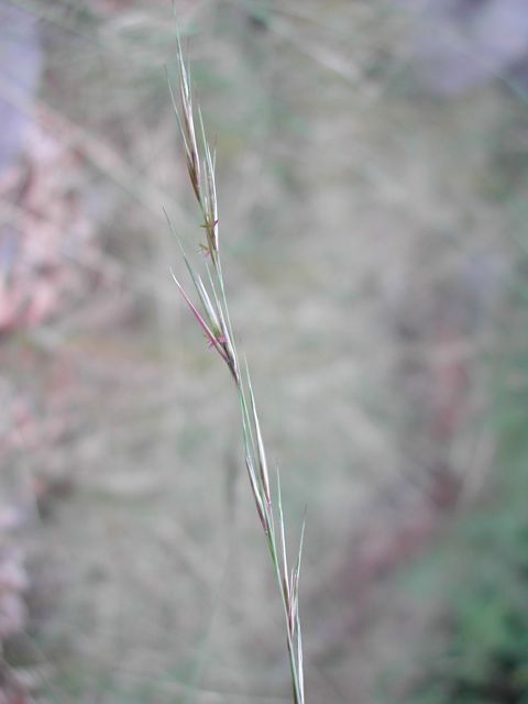 Plant image