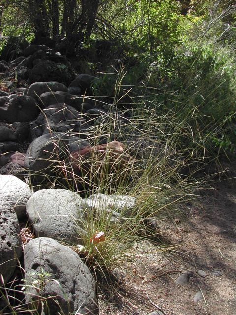 Plant image