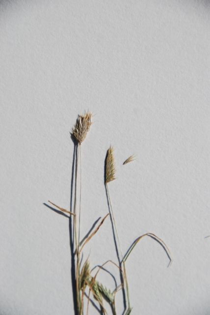 Plant image
