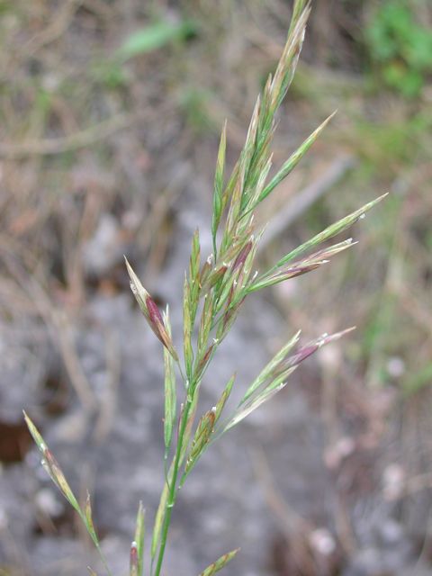 Plant image