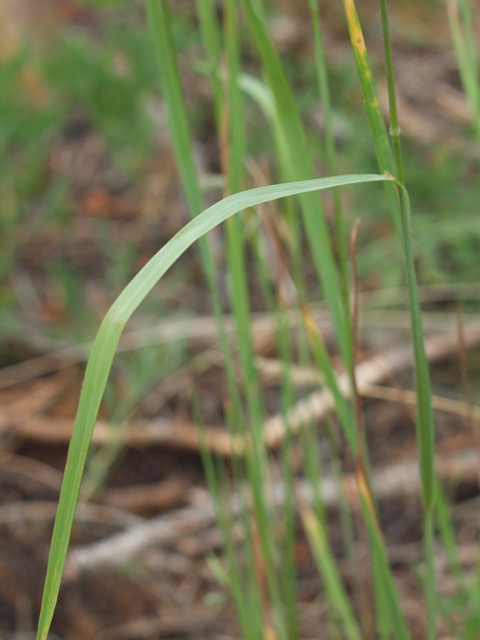 Plant image