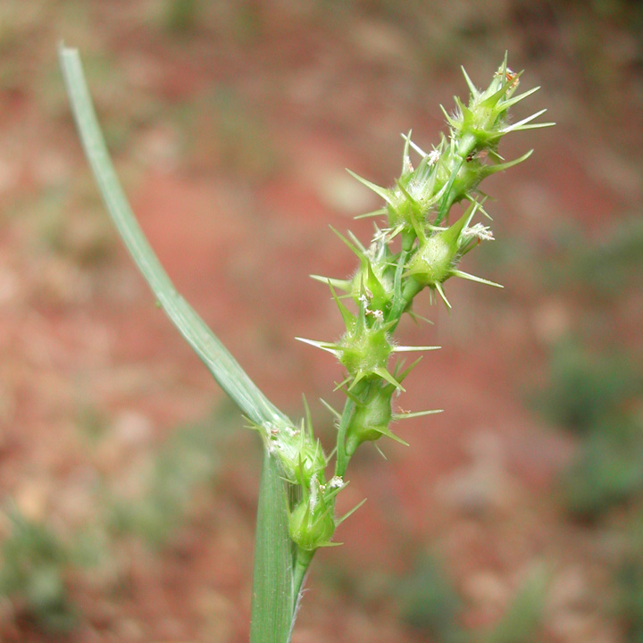 Plant image