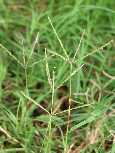 Plant image