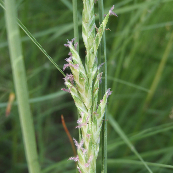 Plant image