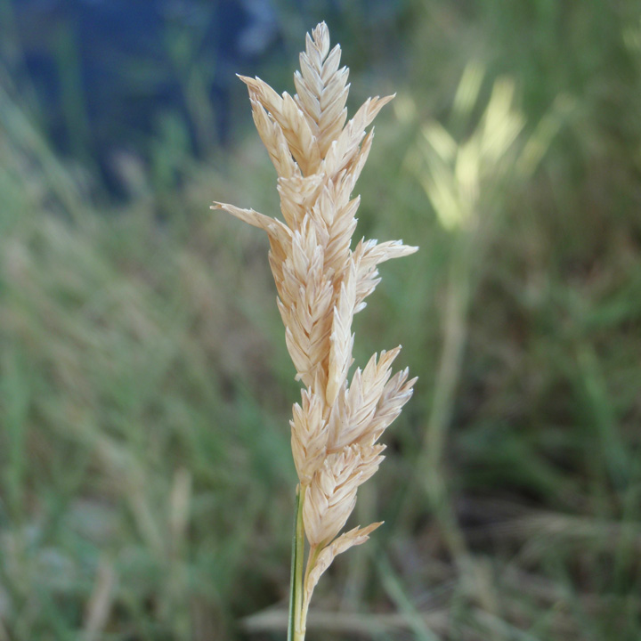 Plant image
