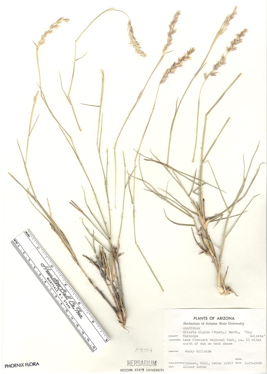 Plant image