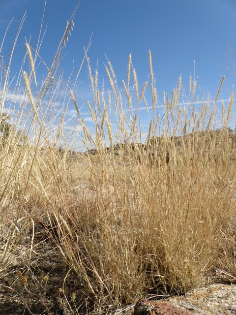 Plant image