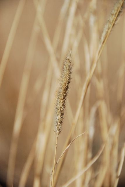 Plant image