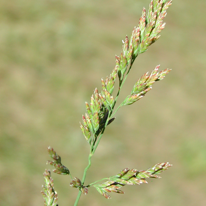 Plant image