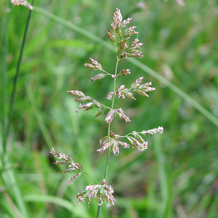 Plant image
