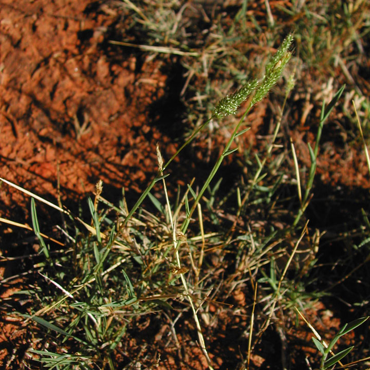 Plant image