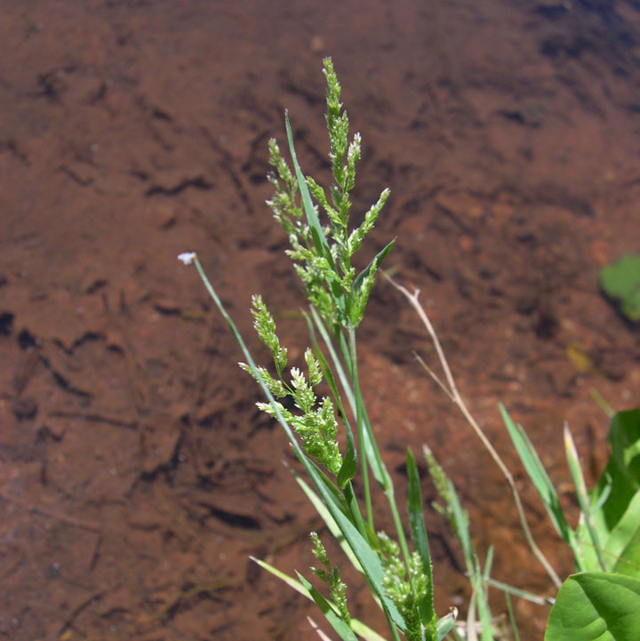 Plant image