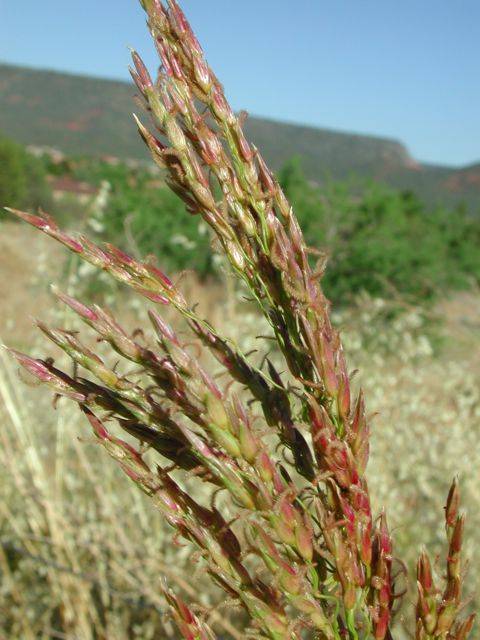Plant image