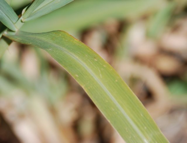 Plant image