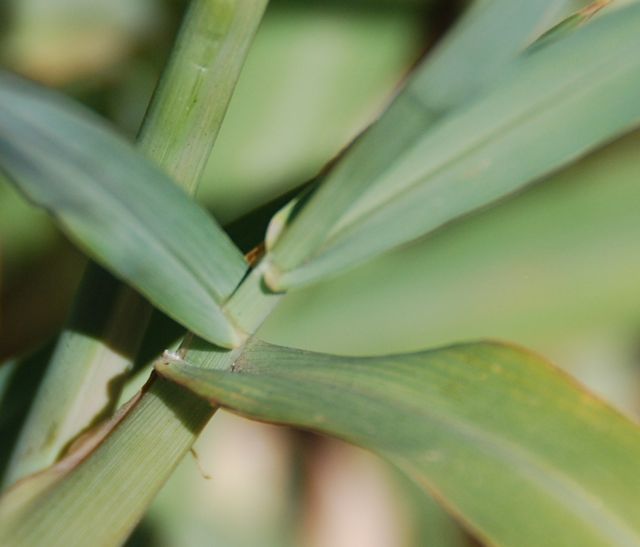 Plant image