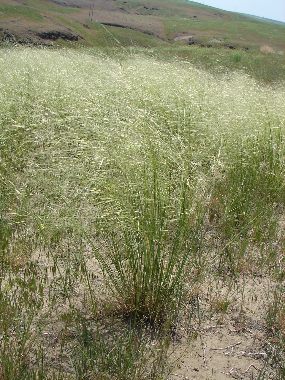 Plant image